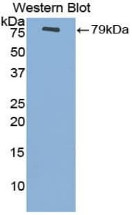 ENO3 / Enolase 3 Antibody (aa1-434, APC)