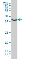ADRA1A Antibody (clone 4C7)