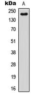 NOTCH4 Antibody (C-Terminus)