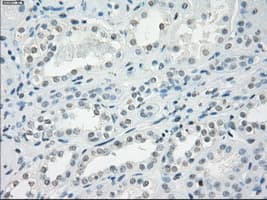 LTA4H / LTA4 Antibody (clone OTI2A9)