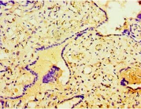 STRN / Striatin Antibody (aa581-780)