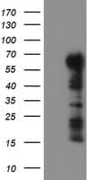 Monoclonal Mouse anti-Human SPRING / TRIM9 Antibody (clone OTI1E4, IF, WB)