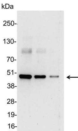 T7 Tag Antibody