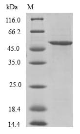Human U2AF1L4 Protein (Recombinant GST, N-terminus)
