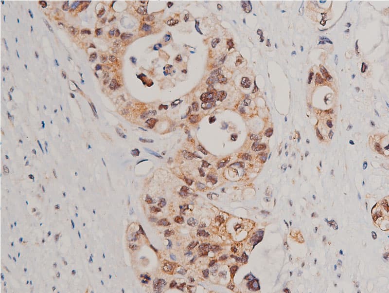 CASP3 / Caspase 3 Antibody (phospho-Ser150)