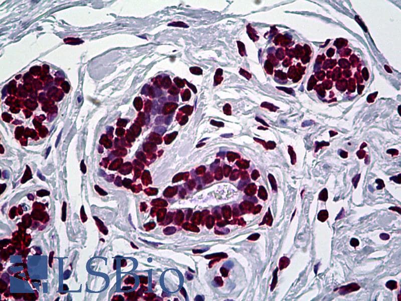 IHC-plus™ EN1 / Engrailed Antibody (clone 3H2)