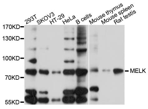 MELK Antibody