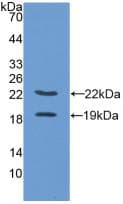PGF / PLGF Antibody (aa24-158, FITC)