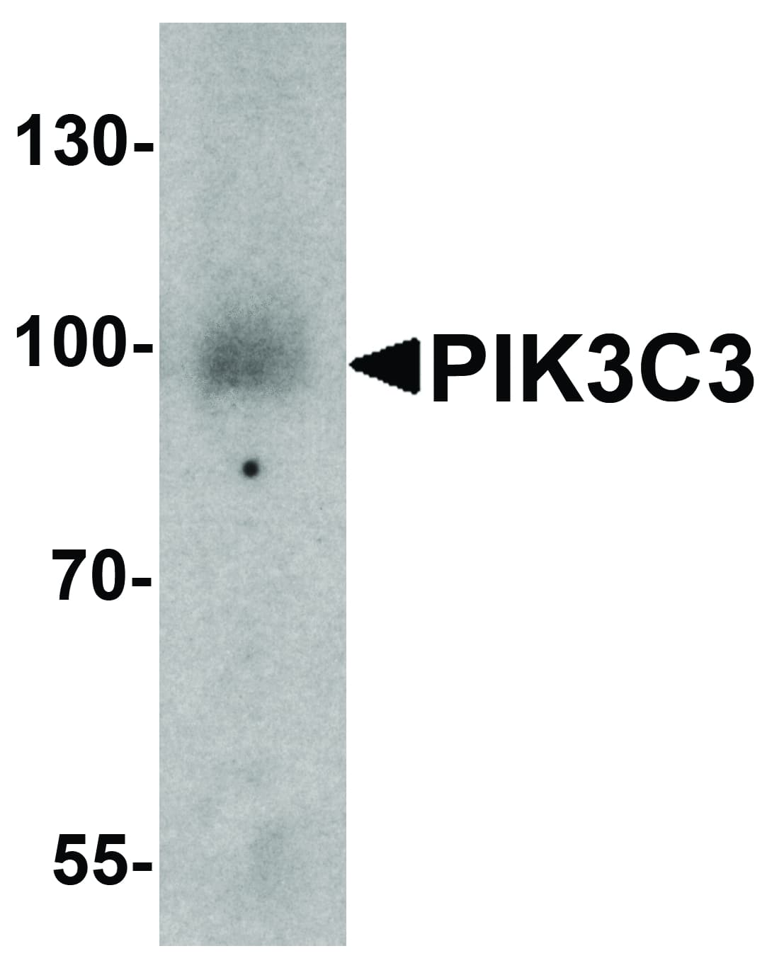 PIK3C3 / VPS34 Antibody