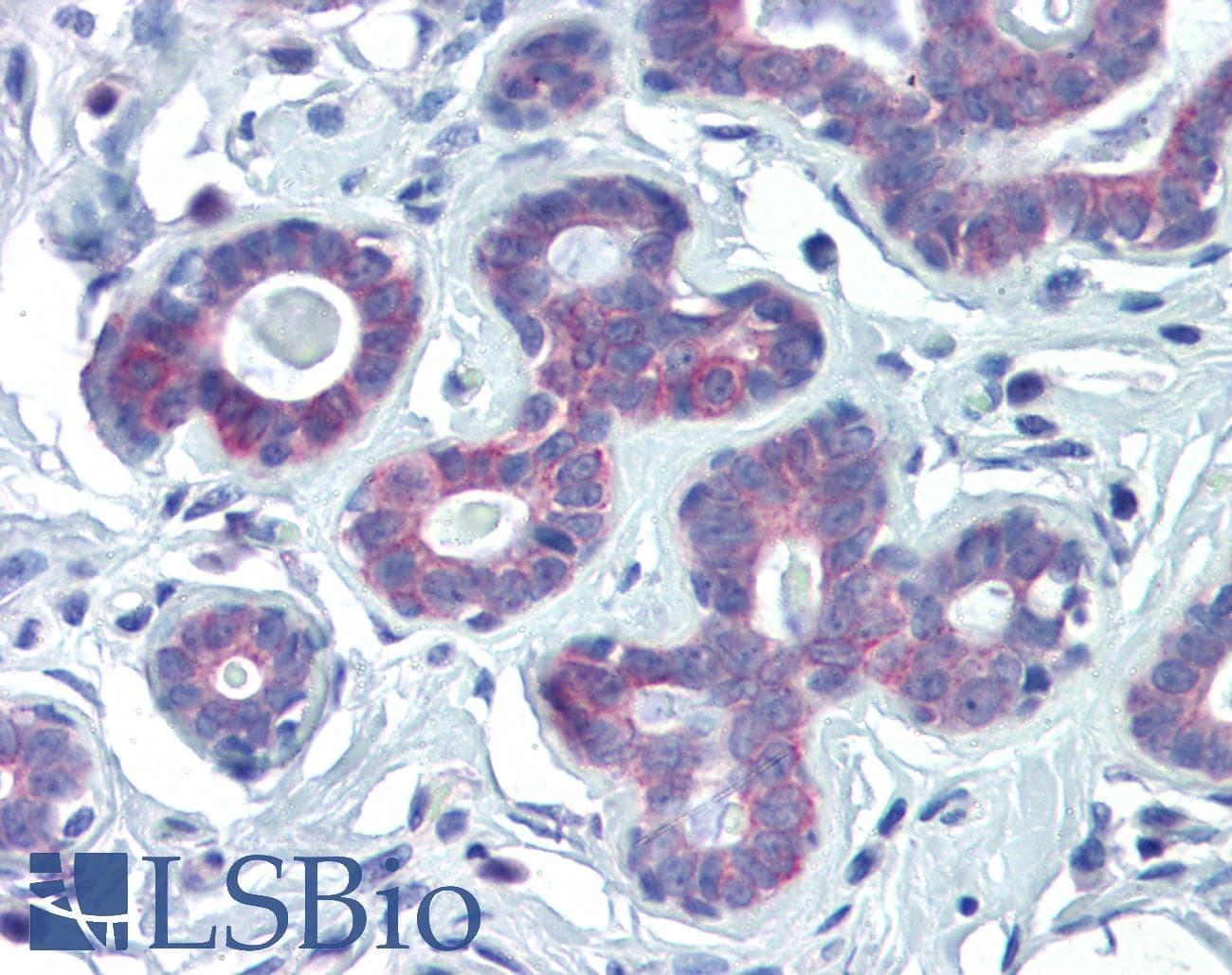 Polyclonal Rabbit anti-Human NRF1 / NRF-1 Antibody (aa360-409, IHC, WB)