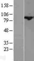 CUL3 / Cullin 3 Protein (Over-Expression Lysate Myc-DDK (Flag))