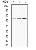 Polyclonal Rabbit anti-Human STAT1 Antibody (C-Terminus, IHC, WB)