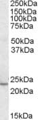 IHC-plus™ KLF16 Antibody (aa239-252)
