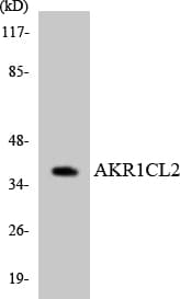 AKR1E2 Antibody (aa135-184)