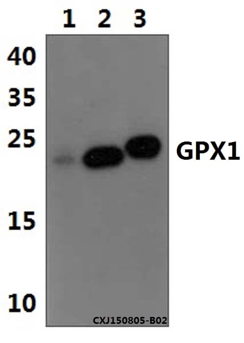 GPX1 / Glutathione Peroxidase Antibody