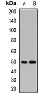 Polyclonal Rabbit anti-Human MRPS30 Antibody (IF, WB)
