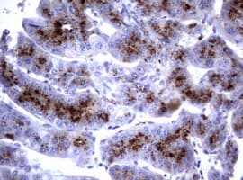 Monoclonal Mouse anti-Human NEU1 / NEU Antibody (clone OTI3D4, IHC, WB)