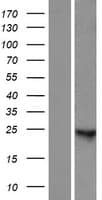 LOC100287718 Protein (Over-Expression Lysate Myc-DDK (Flag))