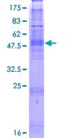Human OR5D14 Protein (Recombinant GST)
