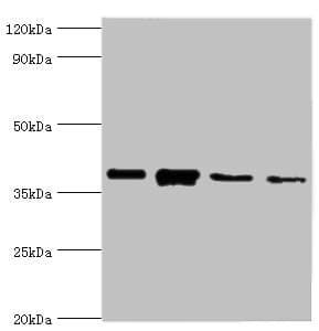 PathPlus™ Polyclonal Rabbit anti-Mouse ANXA1 / Annexin A1 Antibody (aa2 - 346, IHC, WB)