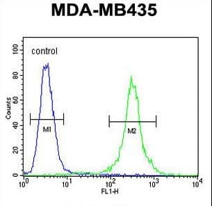 Polyclonal Rabbit anti-Human CCR8 / CD198 Antibody (aa305-335, WB)