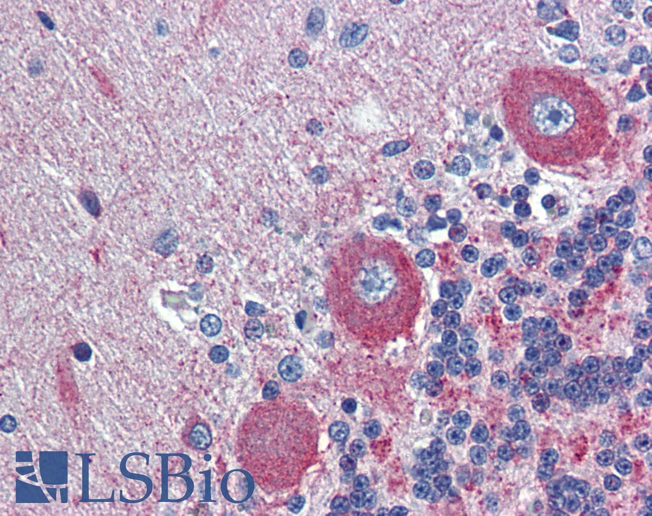 GPR6 Antibody (N-Terminus, FITC)