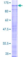 Human SRPK2 Protein (Recombinant GST)