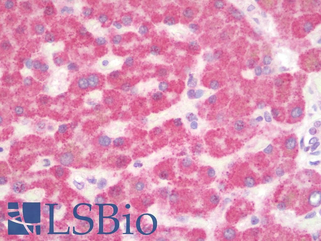 IHC-plus™ FOXA1 Antibody