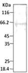 HSP40 Antibody