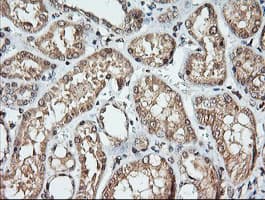 KLK8 / Kallikrein 8 Antibody (clone OTI10D3)