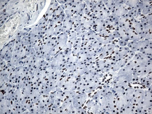 GTF3C4 Antibody (aa583-822, clone OTI3D4)