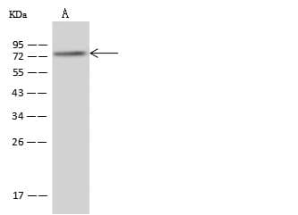 Polyclonal Rabbit anti-Human PABPC4 Antibody (IHC, IF, WB)