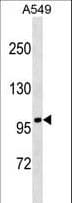 Polyclonal Rabbit anti-Human FANCB / FAB Antibody (aa360-388, WB)