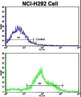 FTO Antibody (aa1-30)
