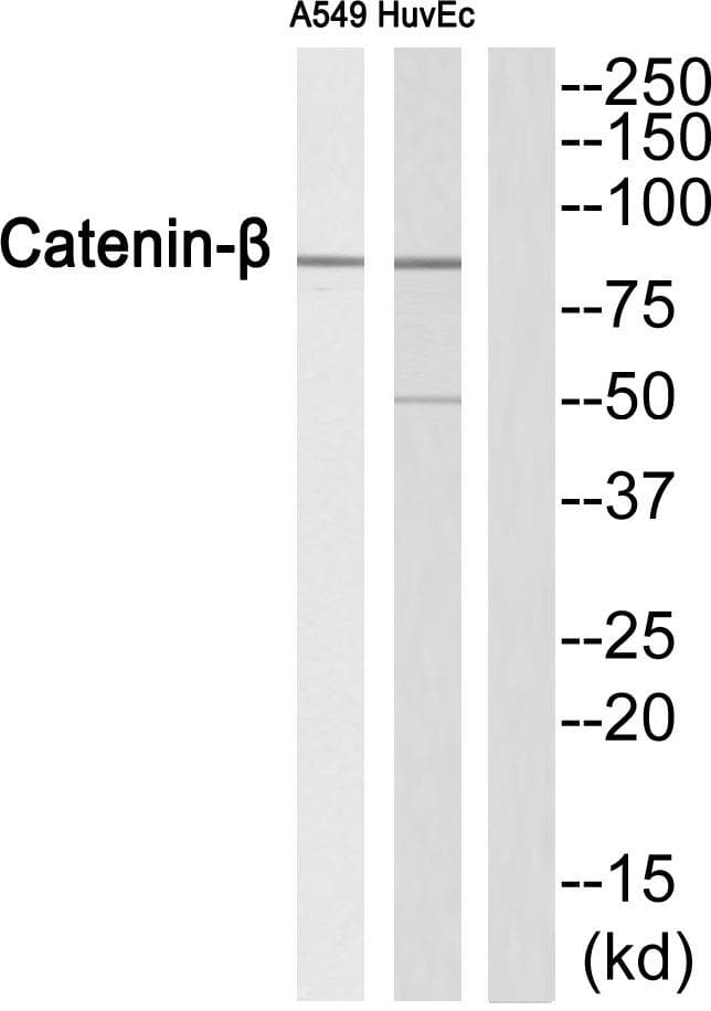 CTNNB1 / Beta Catenin Antibody (Ab-552)