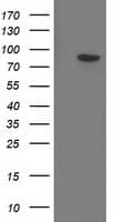 Gephyrin Antibody (clone OTI5B6)
