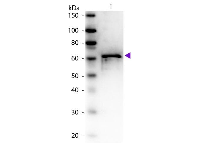 ALB / Serum Albumin Antibody