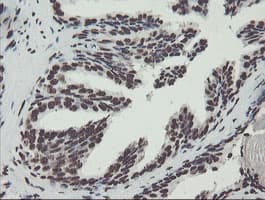 NONO / P54NRB Antibody (aa184-385, clone OTI5F1)