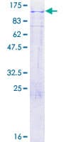 Human LRP3 Protein (Recombinant GST)