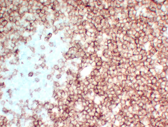 CD3E Antibody (clone ABT-CD3)