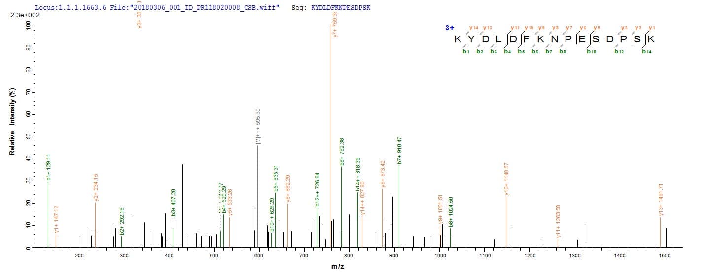 Aspergillus fumigatus ENO1 / Alpha Enolase Protein (Recombinant 6His, N-terminus)