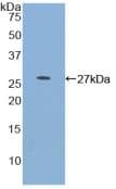 MYOC / Myocilin Antibody (aa224-471)