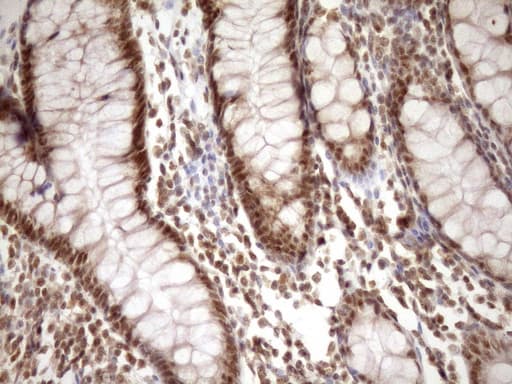 SYF2 / p29 Antibody (aa2-92, clone OTI6A5, Carrier-free)