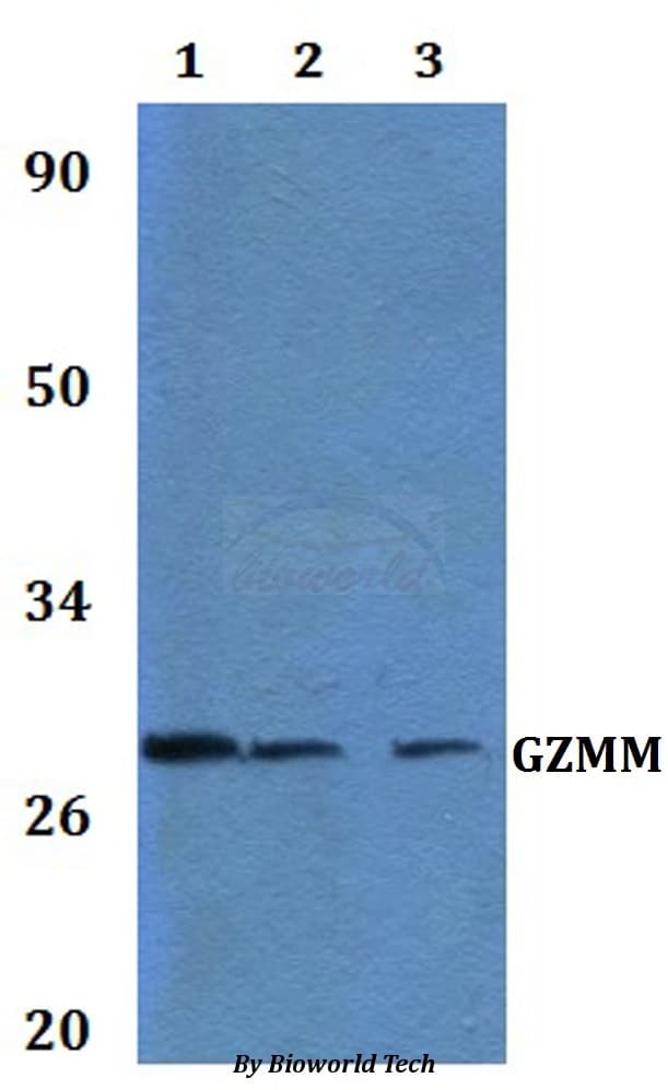 GZMM / Granzyme M Antibody