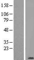 COXG / COX6B1 Protein (Over-Expression Lysate Myc-DDK (Flag))