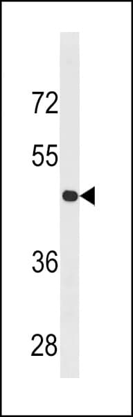 CCNB2 / Cyclin B2 Antibody (aa182-209)