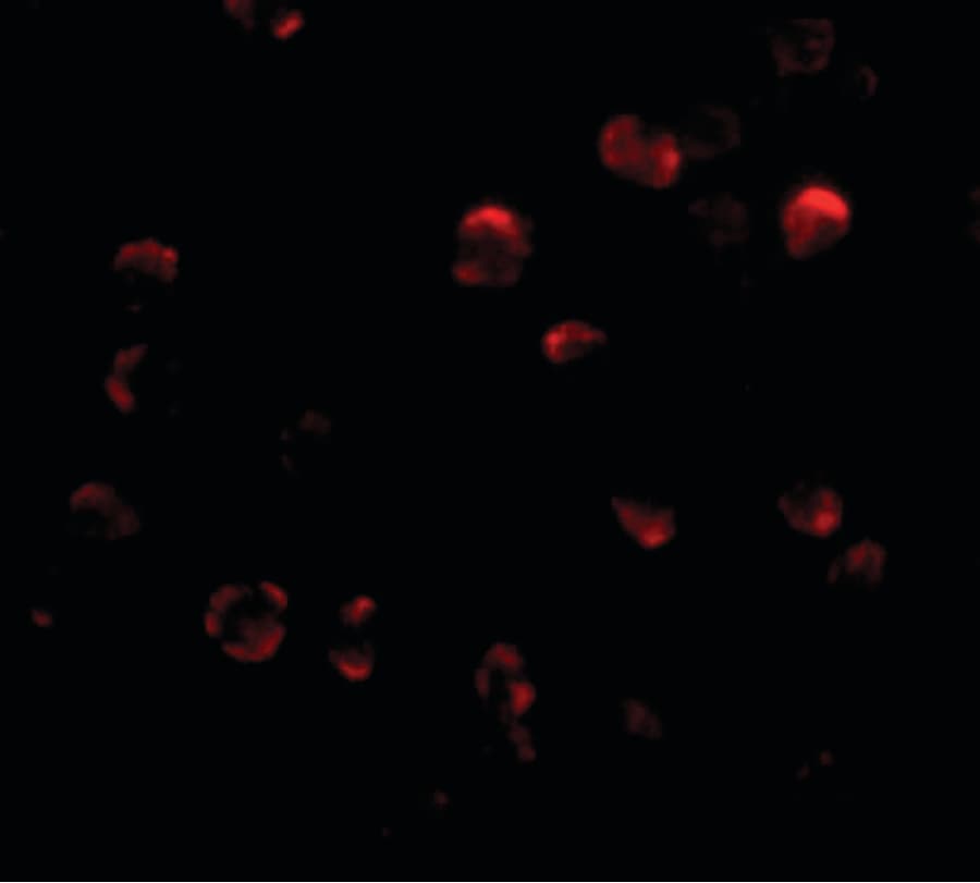 IHC-plus™ KLHL15 Antibody