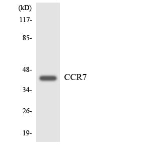 Polyclonal Rabbit anti-Human CCR7 Antibody (aa160-209, WB)