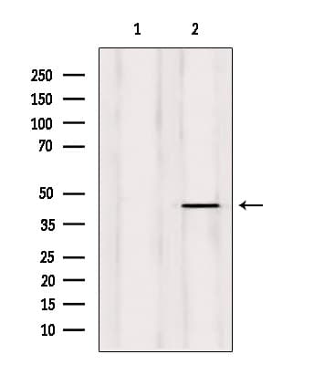 ERGIC3 Antibody