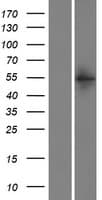 TYW1B Protein (Over-Expression Lysate Myc-DDK (Flag))
